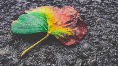 여름에서 가을로, 환절기 두피 관리의 중요성